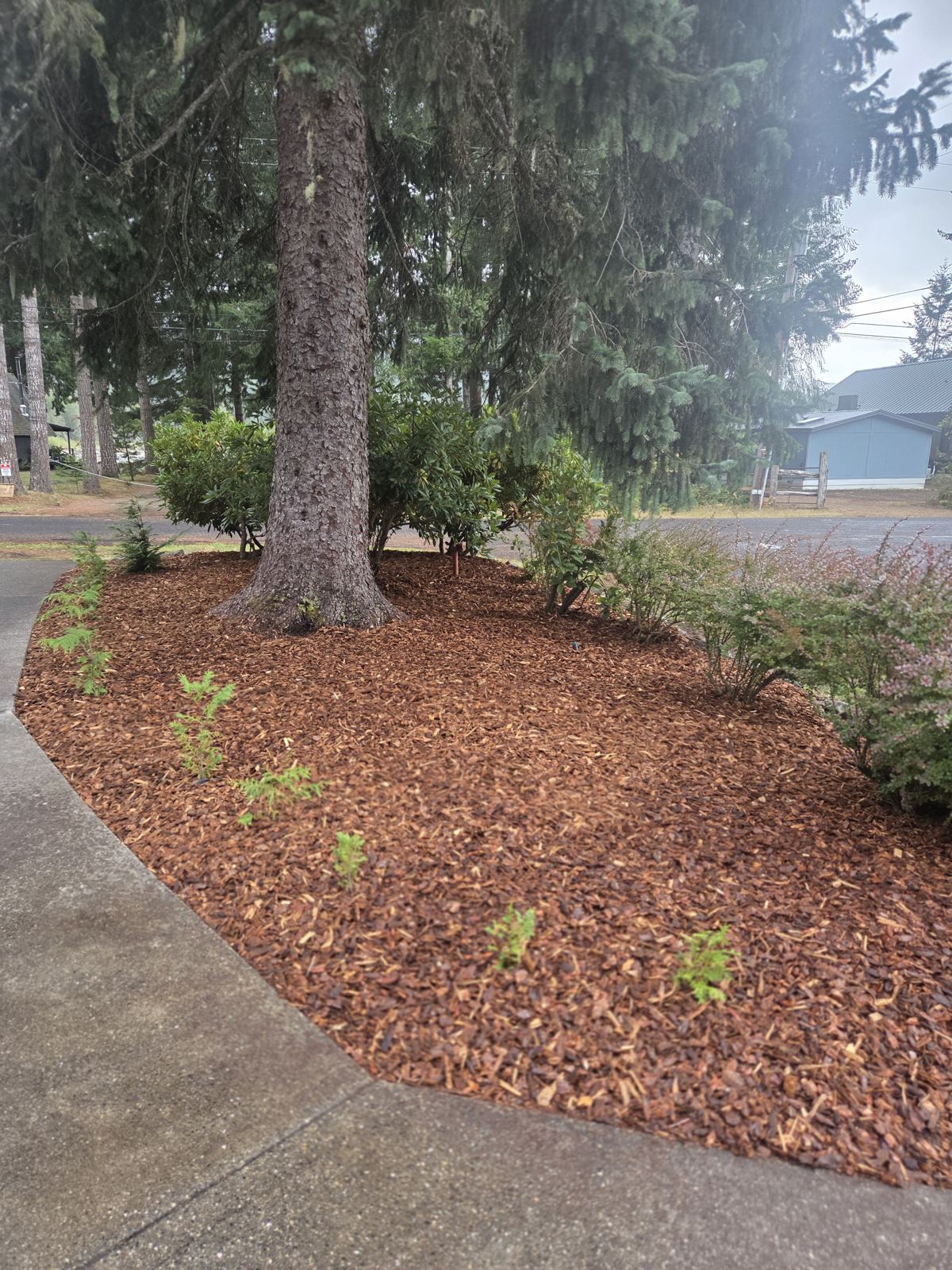 Fresh bark mulch bed around an evergreen with new plantings